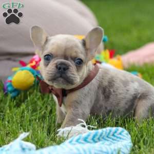 Ike, French Bulldog Puppy